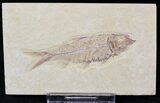 Knightia Fossil Fish - Wyoming #21896-1